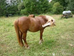 Reiterhofausflug 2014 20140629 1930485245