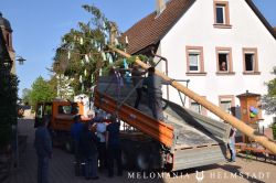 2019 Maibaum 80