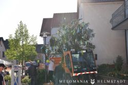 2019 Maibaum 53