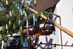 2019 Maibaum 84