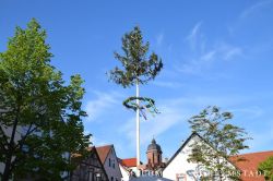 2019 Maibaum 113