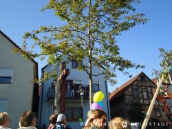 2019 Maibaum 38