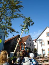 2019 Maibaum 39