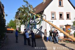 2019 Maibaum 81